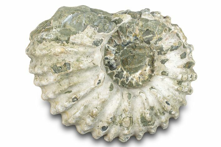 Bumpy Ammonite (Douvilleiceras) Fossil - Madagascar #277173